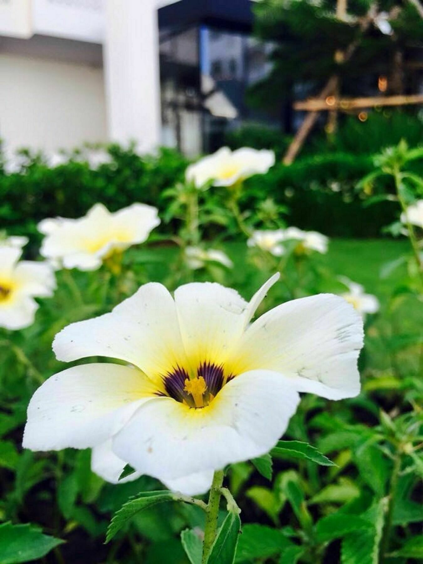 Koranaree Courtyard Boutique Hotel Nakhonratchasima Exteriör bild